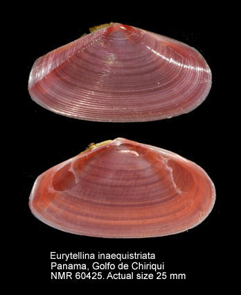 Eurytellina inaequistriata.jpg - Eurytellina inaequistriata(Donovan,1802)